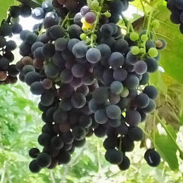 vitis fragola nera